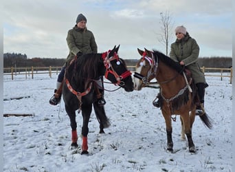 Paint Horse Mix, Gelding, 5 years, 14,2 hh, Brown