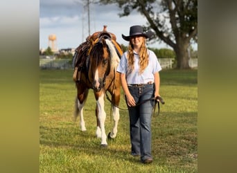 Paint Horse, Gelding, 5 years, 14.2 hh, Dun