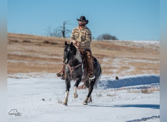 Paint Horse, Gelding, 5 years, 14,3 hh, Roan-Blue