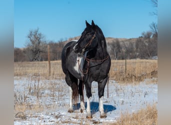 Paint Horse, Gelding, 5 years, 14,3 hh, Roan-Blue