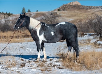 Paint Horse, Gelding, 5 years, 14,3 hh, Roan-Blue