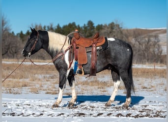 Paint Horse, Gelding, 5 years, 14,3 hh, Roan-Blue