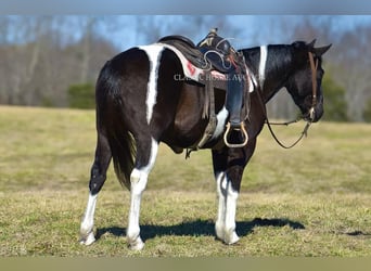 Paint Horse, Gelding, 5 years, 14 hh, Tobiano-all-colors