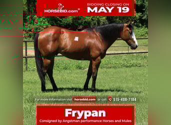 Paint Horse, Gelding, 5 years, 14,2 hh, Bay