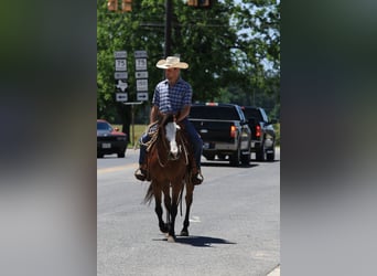 Paint Horse, Gelding, 5 years, 14,2 hh, Bay