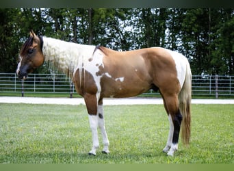 Paint Horse, Gelding, 5 years, 14,2 hh, Dun