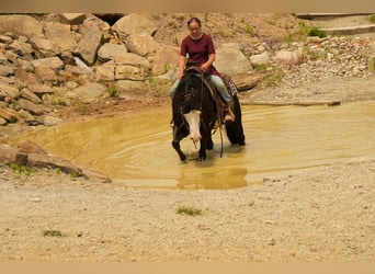 Paint Horse, Gelding, 5 years, 14,3 hh, Overo-all-colors