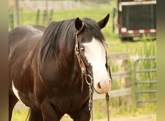 Paint Horse, Gelding, 5 years, 14,3 hh, Overo-all-colors
