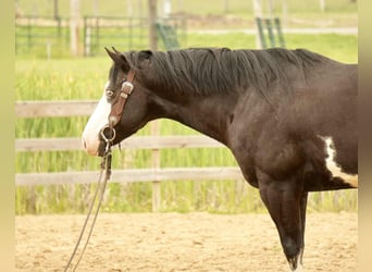 Paint Horse, Gelding, 5 years, 14,3 hh, Overo-all-colors