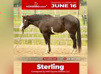 Paint Horse, Gelding, 5 years, 14,3 hh, Overo-all-colors