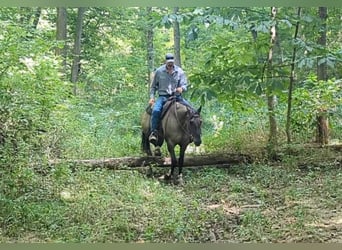 Paint Horse, Gelding, 5 years, 15.1 hh, Grullo