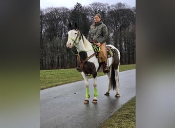 Paint Horse, Gelding, 5 years, 15,1 hh, Tovero-all-colors