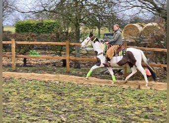 Paint Horse, Gelding, 5 years, 15,1 hh, Tovero-all-colors