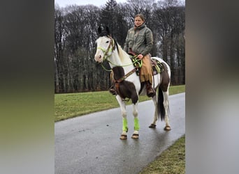 Paint Horse, Gelding, 5 years, 15,1 hh, Tovero-all-colors