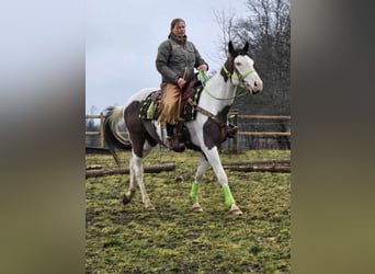 Paint Horse, Gelding, 5 years, 15,1 hh, Tovero-all-colors