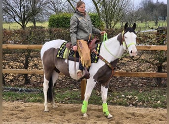 Paint Horse, Gelding, 5 years, 15,1 hh, Tovero-all-colors