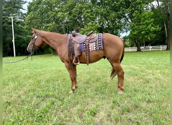 Paint Horse, Wallach, 5 Jahre, 15,2 hh, Dunkelfuchs