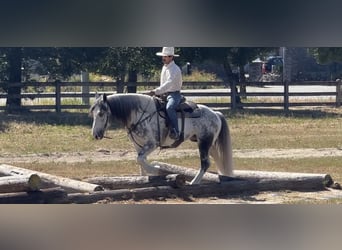 Paint Horse, Gelding, 5 years, 15,2 hh, Gray