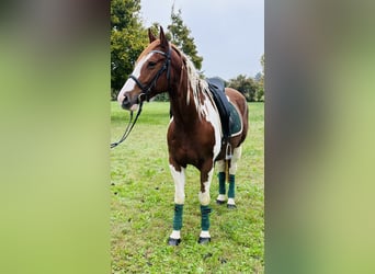 Paint Horse, Wallach, 5 Jahre, 15,2 hh