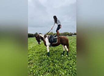 Paint Horse, Wallach, 5 Jahre, 15,2 hh