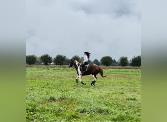 Paint Horse, Wallach, 5 Jahre, 15,2 hh