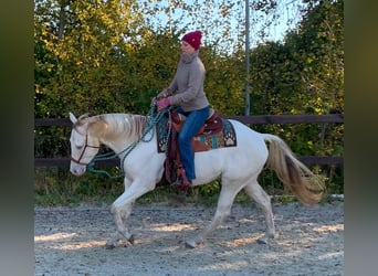 Paint Horse, Gelding, 5 years, 15 hh, Champagne