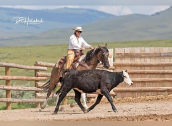 Paint Horse, Gelding, 5 years, 15 hh, Grullo