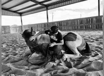 Paint Horse, Gelding, 5 years, 15 hh, Grullo