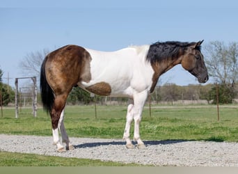 Paint Horse, Gelding, 5 years, 15 hh, Grullo