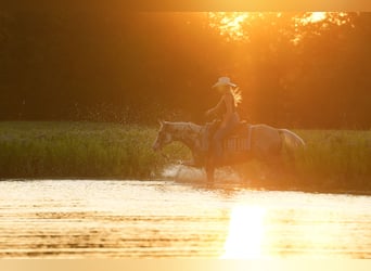 Paint Horse, Gelding, 5 years, 15 hh, Palomino