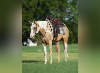 Paint Horse, Gelding, 5 years, 15 hh, Palomino