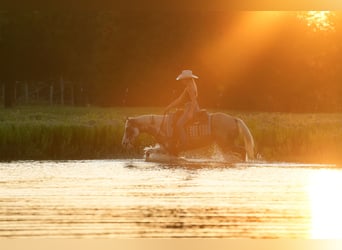 Paint Horse, Gelding, 5 years, 15 hh, Palomino