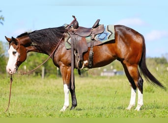 Paint Horse, Gelding, 5 years, 15 hh, Pinto