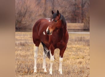 Paint Horse, Gelding, 5 years, 15 hh, Tobiano-all-colors