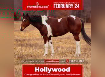 Paint Horse, Gelding, 5 years, 15 hh, Tobiano-all-colors
