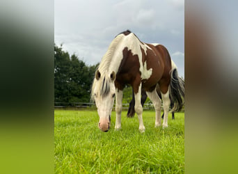 Paint Horse, Gelding, 5 years, 15 hh, Tobiano-all-colors