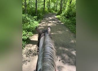 Paint Horse, Gelding, 5 years, 15,1 hh, Sabino