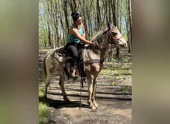 Paint Horse, Gelding, 5 years, 15,1 hh, Sabino