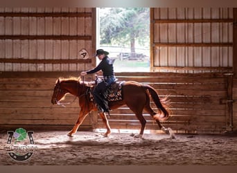 Paint Horse, Gelding, 5 years, 15,1 hh, Sorrel