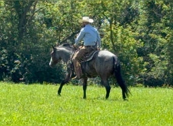Paint Horse, Gelding, 5 years, 15,2 hh, Roan-Bay