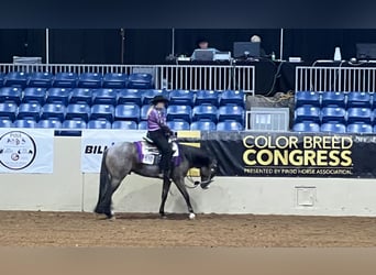 Paint Horse, Gelding, 5 years, 15,2 hh, Roan-Bay