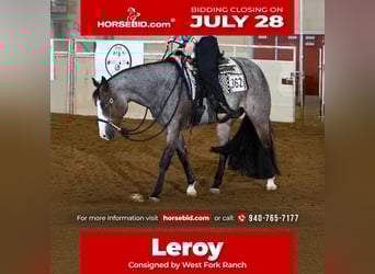 Paint Horse, Gelding, 5 years, 15,2 hh, Roan-Bay