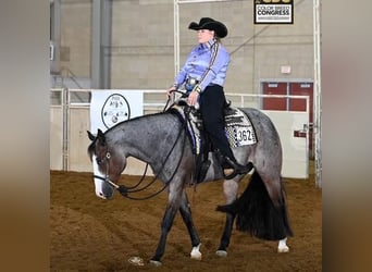 Paint Horse, Gelding, 5 years, 15,2 hh, Roan-Bay