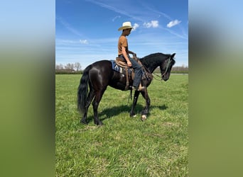 Paint Horse, Gelding, 5 years, Black