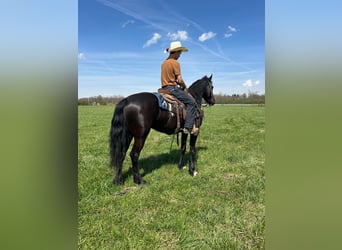 Paint Horse, Gelding, 5 years, Black