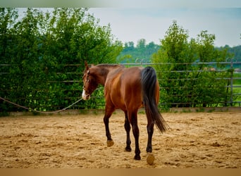Paint Horse, Gelding, 6 years, 14.1 hh, Overo-all-colors