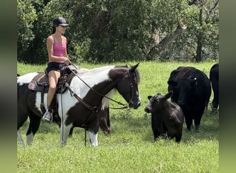 Paint Horse, Gelding, 6 years, 14.2 hh, Pinto