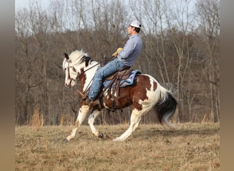 Paint Horse, Gelding, 6 years, 14.2 hh, Tobiano-all-colors