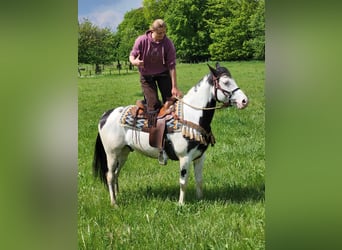 Paint Horse, Gelding, 6 years, 14.3 hh, Pinto