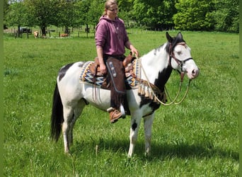 Paint Horse, Gelding, 6 years, 14.3 hh, Pinto